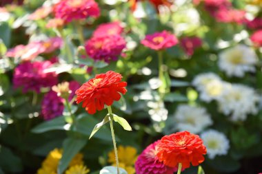 Bahçede büyüyen renkli çiçeklerin manzarası   