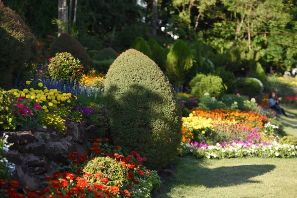 Uitzicht Kleurrijke Bloemen Groeien Tuin — Stockfoto