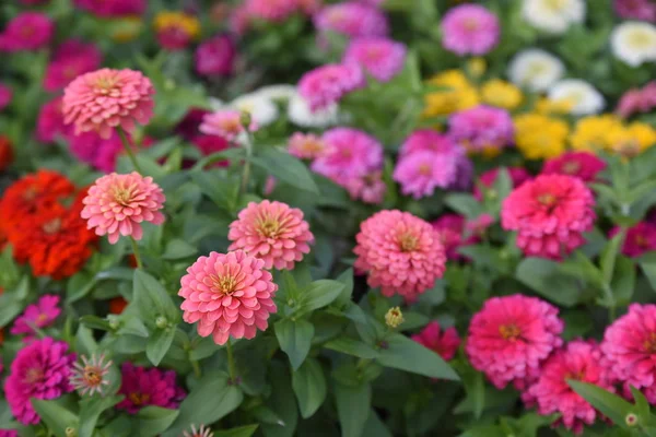 Blick Auf Bunte Blumen Die Garten Wachsen — Stockfoto
