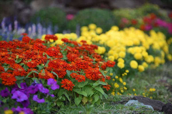 view of colorful flowers growing in garden