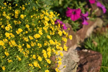 Bahçede büyüyen renkli çiçeklerin manzarası   