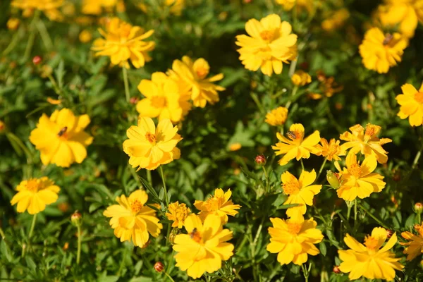 Uitzicht Kleurrijke Bloemen Groeien Tuin — Stockfoto