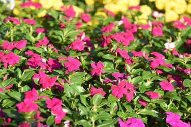 Bahçede büyüyen renkli çiçeklerin manzarası   