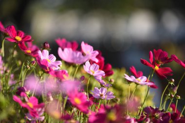 Bahçede büyüyen renkli çiçeklerin manzarası   