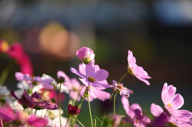 Bahçede büyüyen renkli çiçeklerin manzarası   