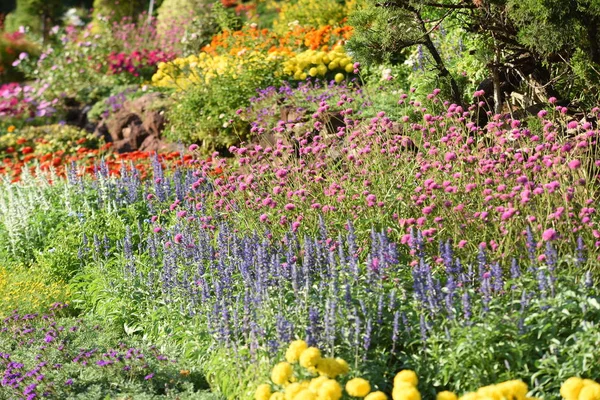 View Colorful Flowers Growing Garden — Stock Photo, Image