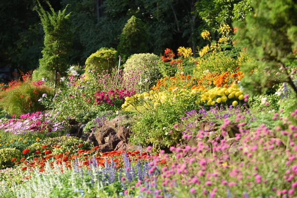 Uitzicht Kleurrijke Bloemen Groeien Tuin — Stockfoto