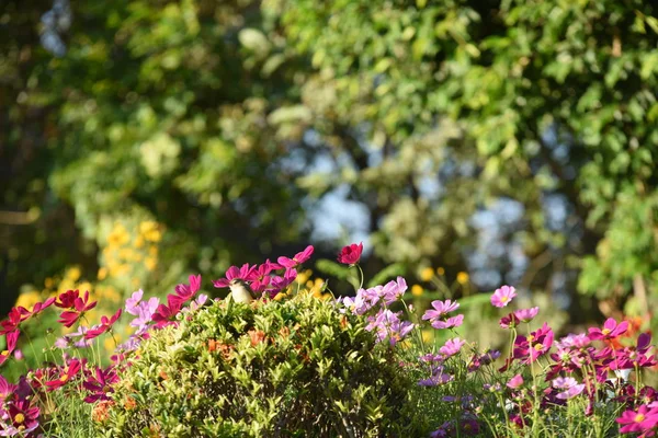 View Colorful Flowers Growing Garden — Stock Photo, Image