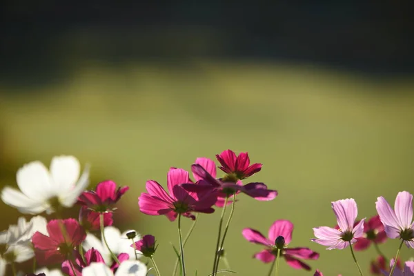 Vue Des Fleurs Colorées Poussant Dans Jardin — Photo