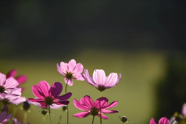 Vue Des Fleurs Colorées Poussant Dans Jardin — Photo