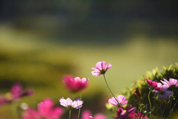 Vue Des Fleurs Colorées Poussant Dans Jardin — Photo