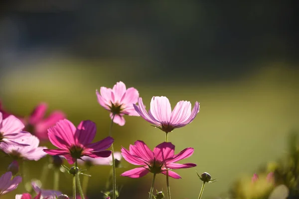 Vue Des Fleurs Colorées Poussant Dans Jardin — Photo