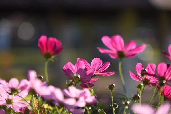 Vue Des Fleurs Colorées Poussant Dans Jardin — Photo