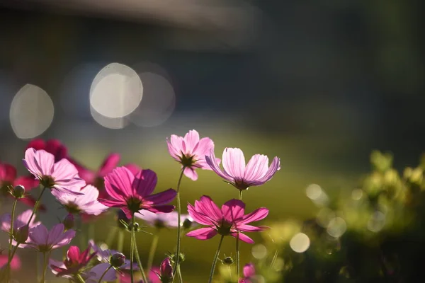 Vue Des Fleurs Colorées Poussant Dans Jardin — Photo