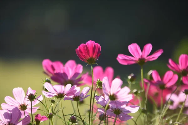 Vue Des Fleurs Colorées Poussant Dans Jardin — Photo