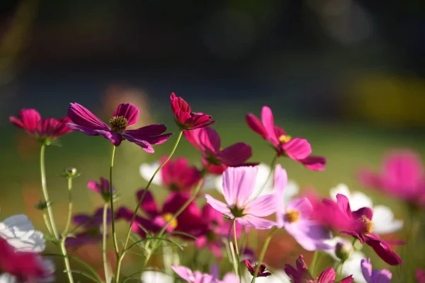 Vue Des Fleurs Colorées Poussant Dans Jardin — Photo
