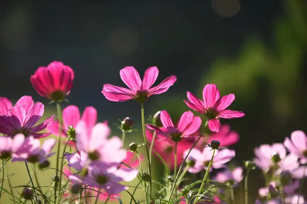 Vue Des Fleurs Colorées Poussant Dans Jardin — Photo