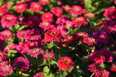 Bahçede büyüyen renkli çiçeklerin manzarası   