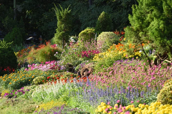 Widok Kolorowych Kwiatów Rosnących Ogrodzie — Zdjęcie stockowe
