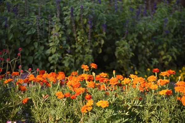 View Colorful Flowers Growing Garden — Stock Photo, Image