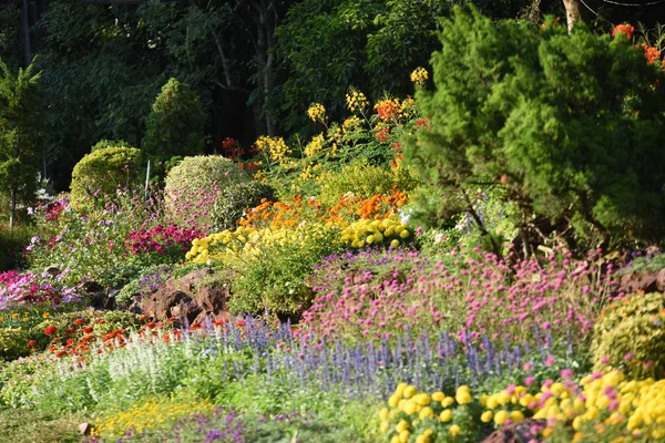 Vista Flores Colores Creciendo Jardín — Foto de Stock