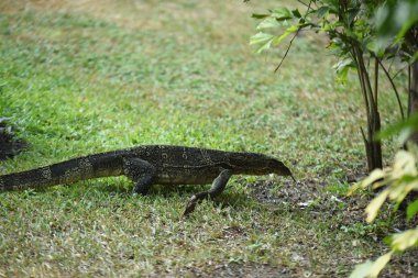 Komodo ejderhasının etrafını sarın.