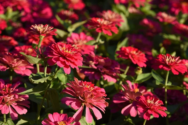 Blick Auf Bunte Blumen Die Garten Wachsen — Stockfoto