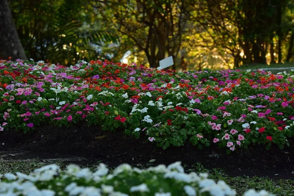 Vista Flores Colores Creciendo Jardín — Foto de Stock