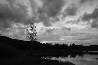 Bulutlu arka planda yalnız ağaç ve gölün tek renkli görüntüsü 