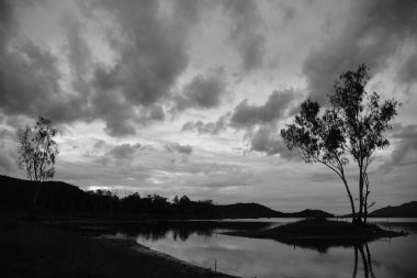 Bulutlu arka planda yalnız ağaç ve gölün tek renkli görüntüsü 