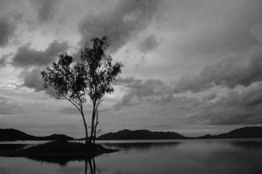 Bulutlu arka planda yalnız ağaç ve gölün tek renkli görüntüsü 