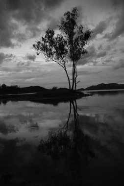 Bulutlu arka planda yalnız ağaç ve gölün tek renkli görüntüsü 