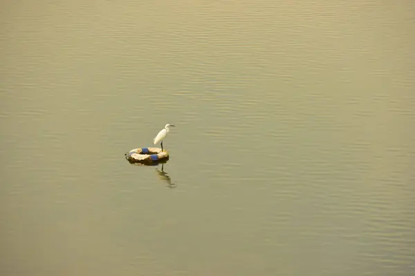 Gaivota Sentado Bóia Água — Fotografia de Stock