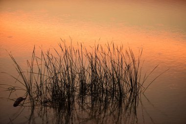 Gün batımında çimenler gölde
