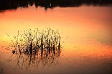 Gün batımında çimenler gölde