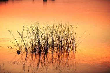 Gün batımında çimenler gölde