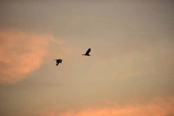 Vögel Fliegen Bei Sonnenuntergang Den Himmel — Stockfoto