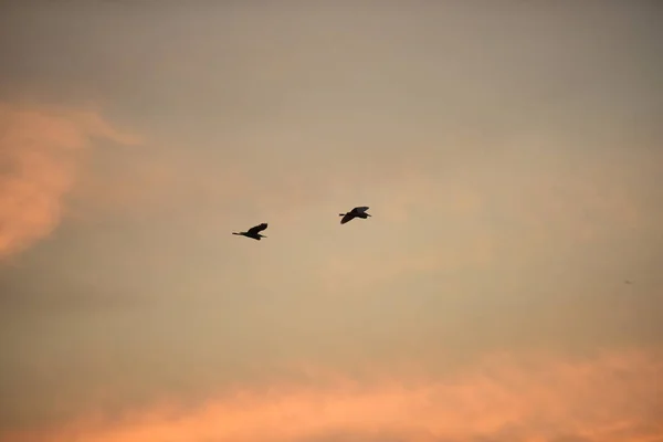 Birds Flying Sky Sunset — Stock Photo, Image