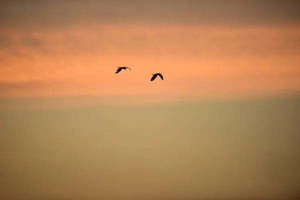 Vögel Fliegen Bei Sonnenuntergang Den Himmel — Stockfoto