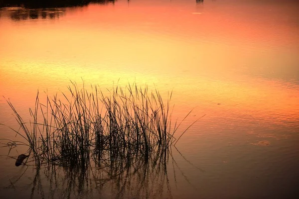 Herbe Dans Lac Coucher Soleil — Photo