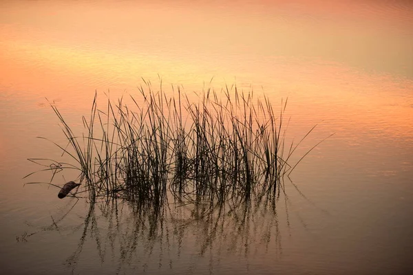 Herbe Dans Lac Coucher Soleil — Photo