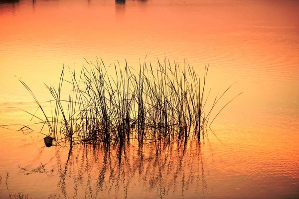 日没時の湖の草 — ストック写真