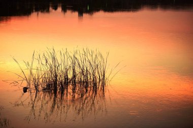 Gün batımında çimenler gölde