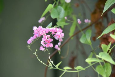 Güzel bahçede renkli çiçekler 