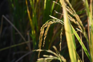 Yeşil bahçede uzun çimenler