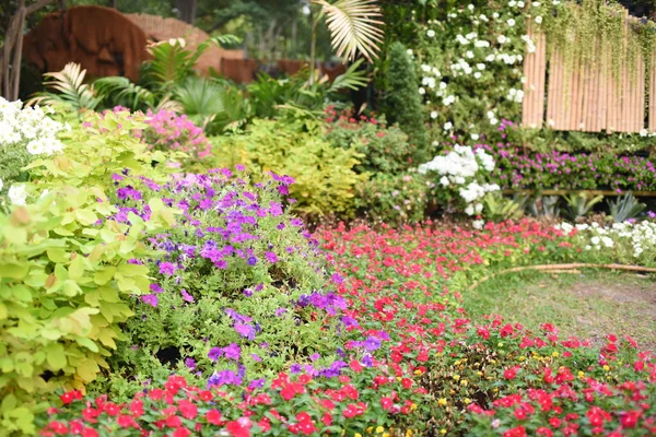 Kleurrijke Bloemen Groene Bladeren Natuur Kleurrijke Bloemen Natuur Bloemen Tuin — Stockfoto