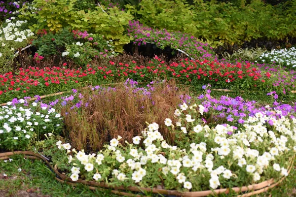 色とりどりの花や自然の中の緑の葉 自然の中の色とりどりの花 フォーマル ガーデンのガーデン開花の花 美しい庭園 — ストック写真