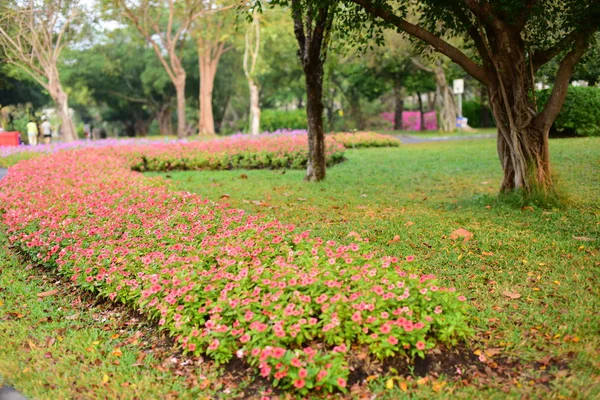 Kleurrijke Bloemen Groene Bladeren Natuur Kleurrijke Bloemen Natuur Bloemen Tuin — Stockfoto