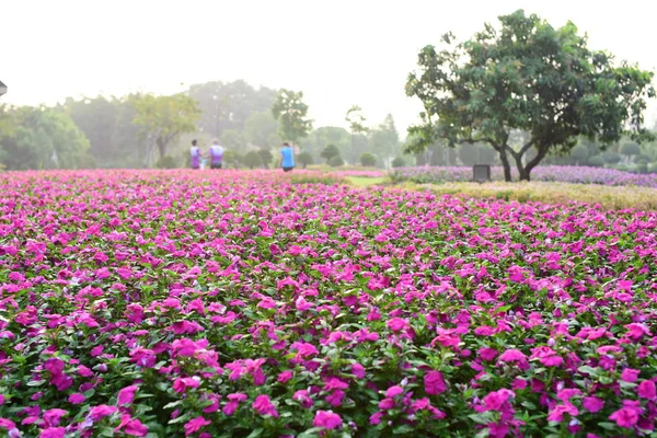 色とりどりの花や自然の中の緑の葉 自然の中の色とりどりの花 フォーマル ガーデンのガーデン開花の花 美しい庭園 — ストック写真