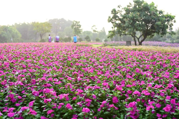 Berwarna Bunga Dan Daun Hijau Nature Colorful Bunga Alam Bunga — Stok Foto